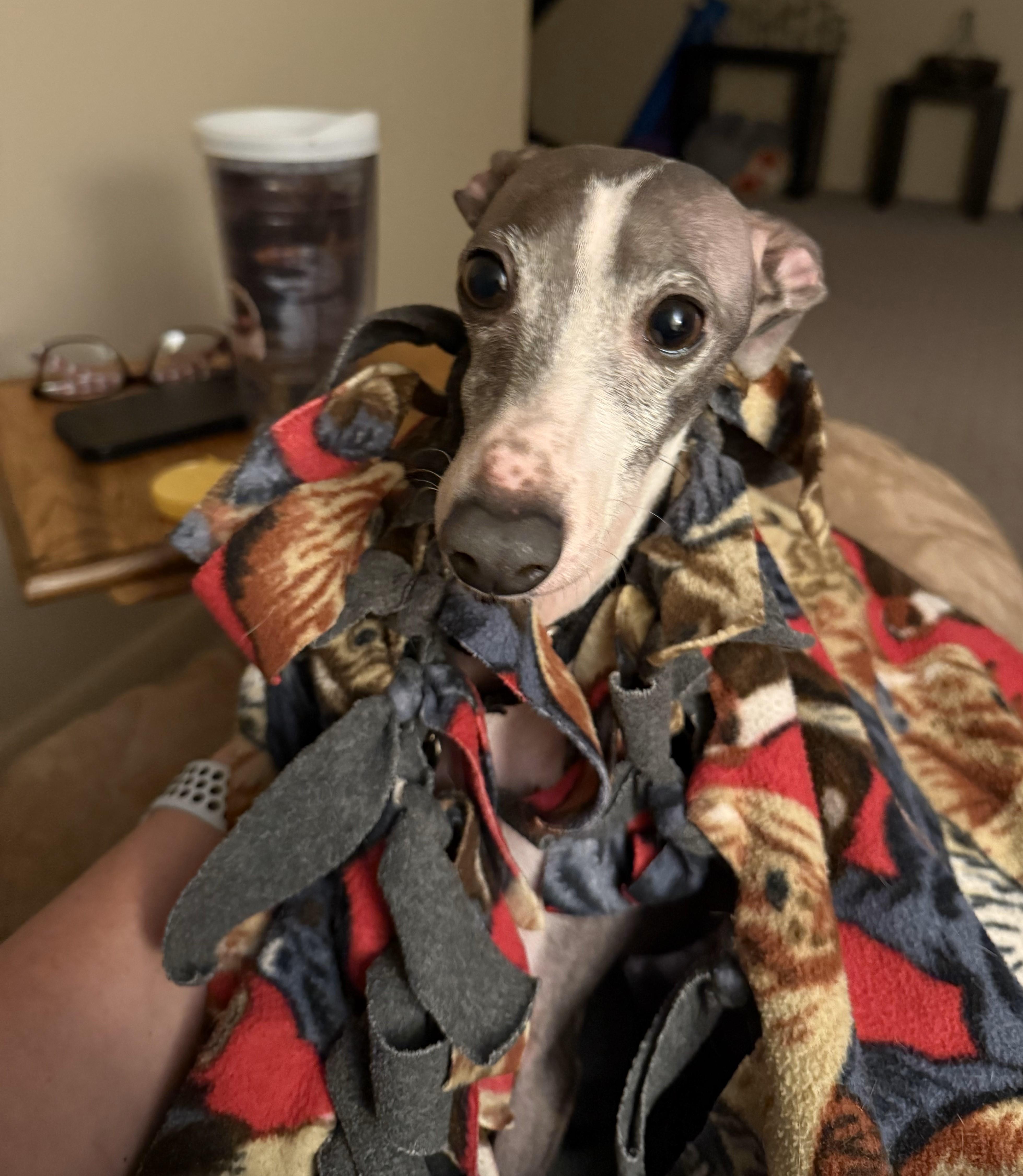 Enlarge Percy, a Adopted Italian Greyhound in Lincoln, NE image 6/6