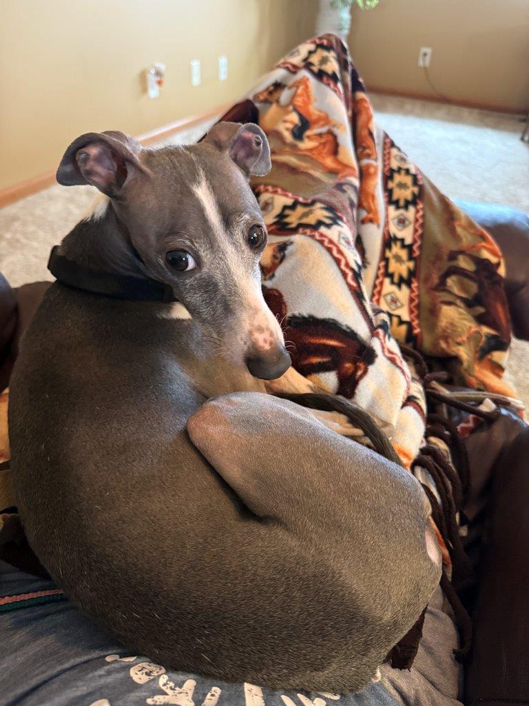 Enlarge Percy, a Adopted Italian Greyhound in Lincoln, NE image 1/6