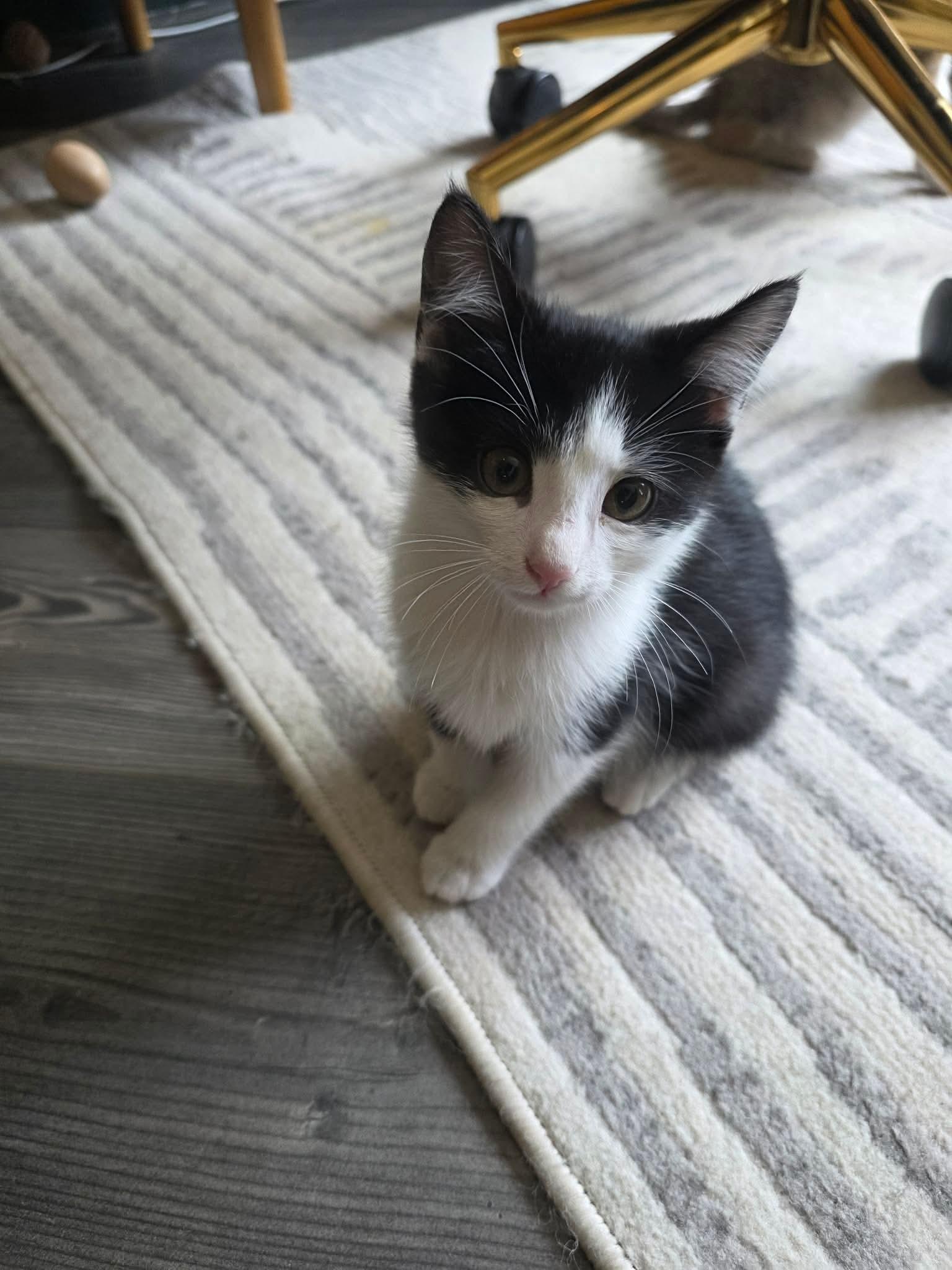 Sylvester - Sweet and affectionate, a Adoptable Domestic Short Hair in West Allis, WI image 6/6