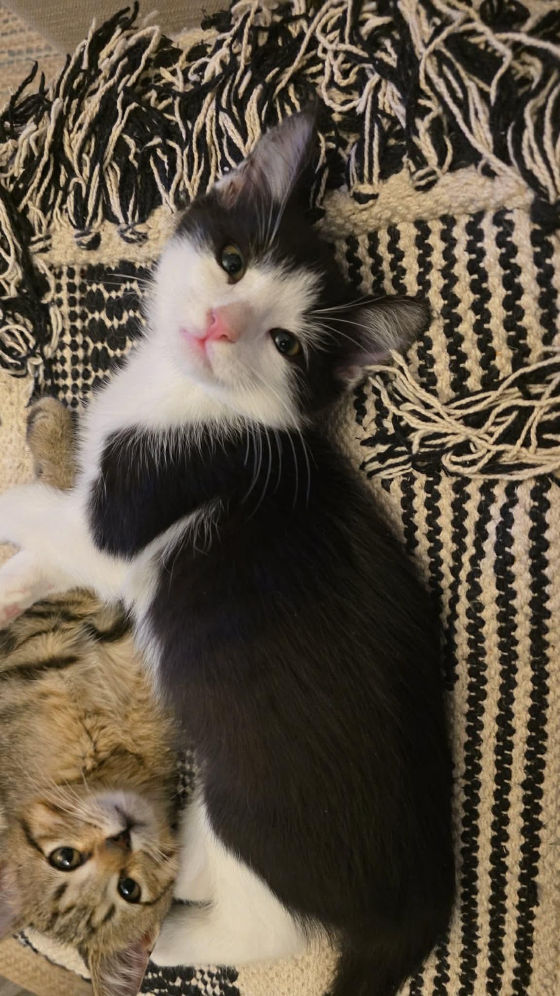 Sylvester - Sweet and affectionate, Adoptable, Kitten Male Domestic Short Hair.