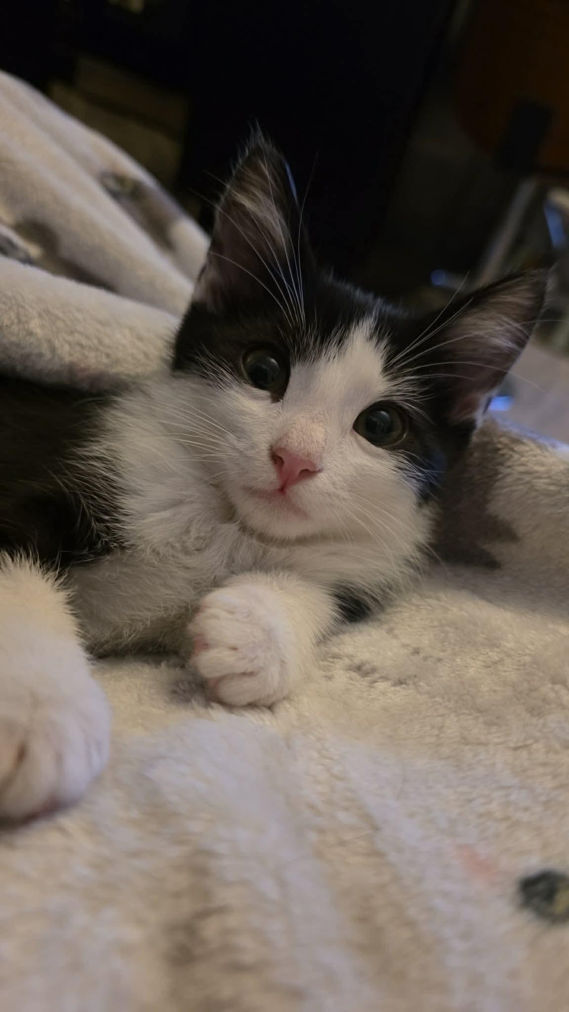 Sylvester - Sweet and affectionate, a Adoptable Domestic Short Hair in West Allis, WI image 2/6