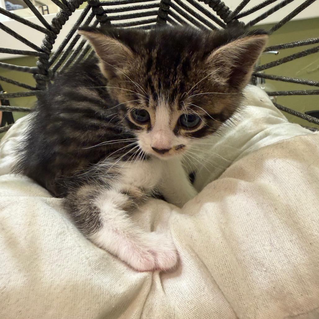 Marilyn Monroe, a Adoptable Domestic Medium Hair in Flower Mound, TX image 1/6