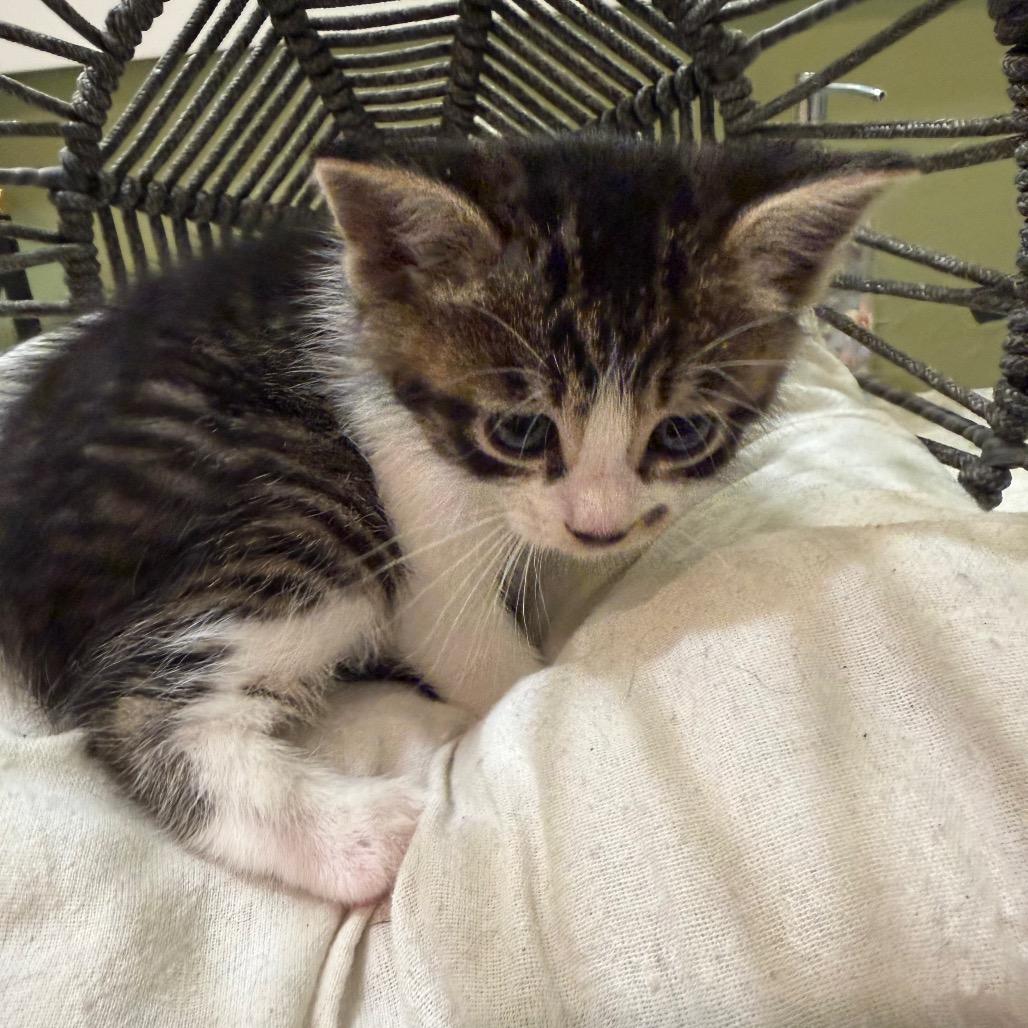 Marilyn Monroe, a Adoptable Domestic Medium Hair in Flower Mound, TX image 2/6
