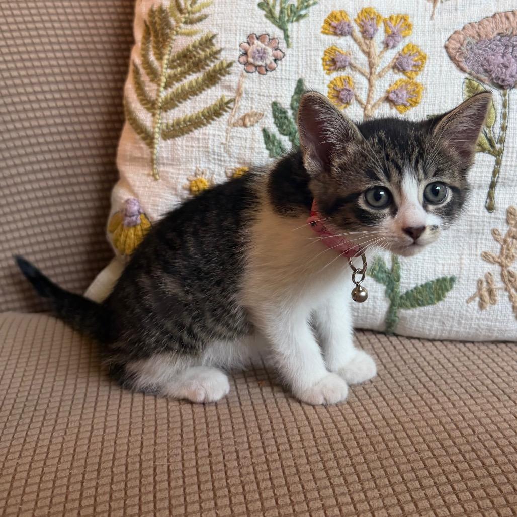 Marilyn Monroe, a Adoptable Domestic Medium Hair in Flower Mound, TX image 3/6