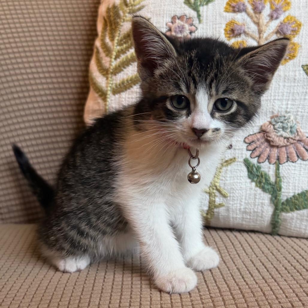 Marilyn Monroe, a Adoptable Domestic Medium Hair in Flower Mound, TX image 4/6