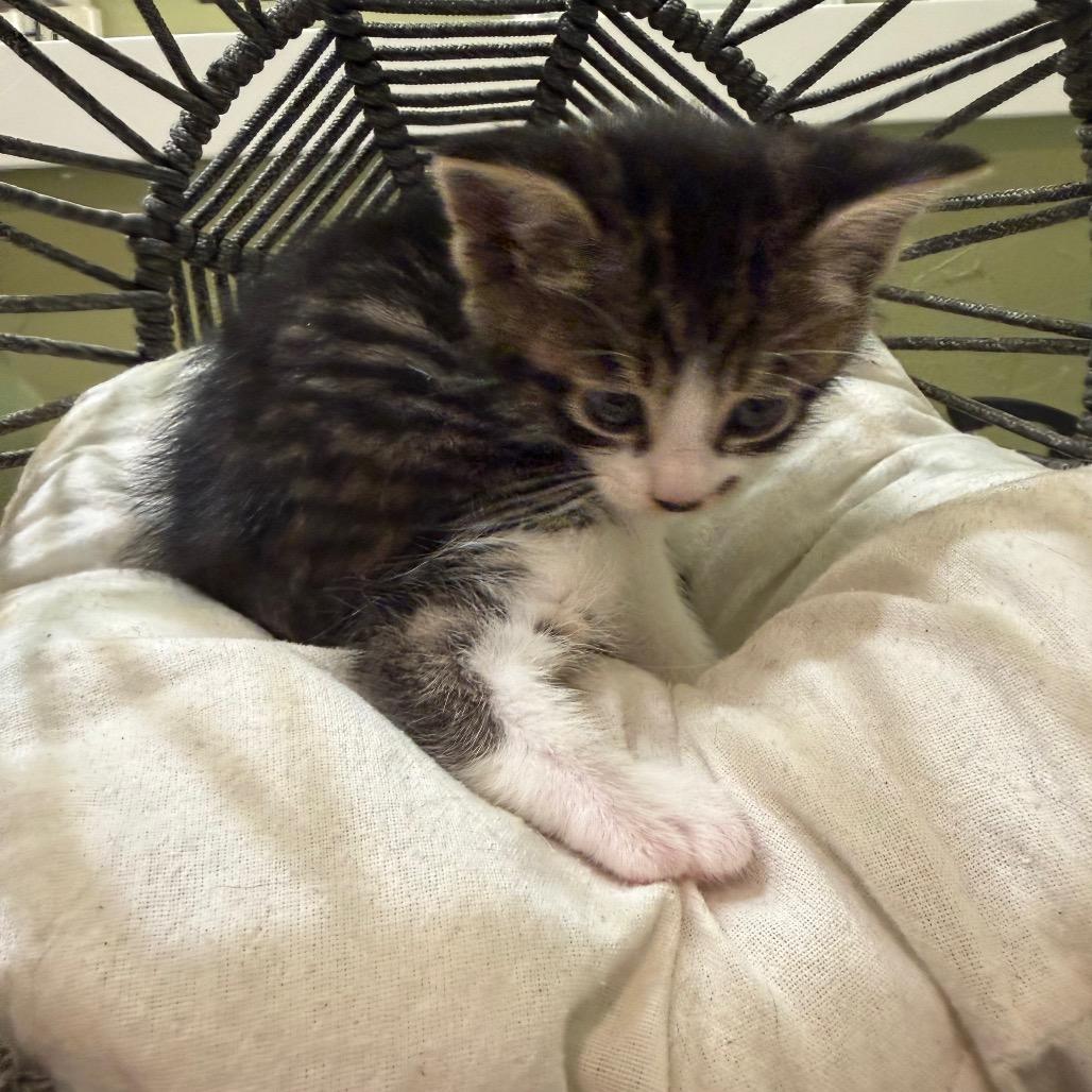 Marilyn Monroe, a Adoptable Domestic Medium Hair in Flower Mound, TX image 5/6