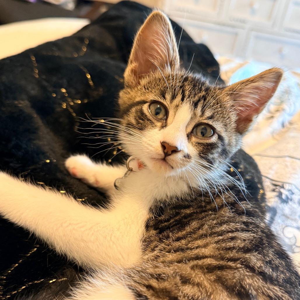 Marilyn Monroe, a Adoptable Domestic Medium Hair in Flower Mound, TX image 6/6