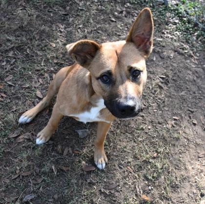 Christmas Tree Cakes, ADOPTABLE, Young Male Black Mouth Cur & Carolina Dog.