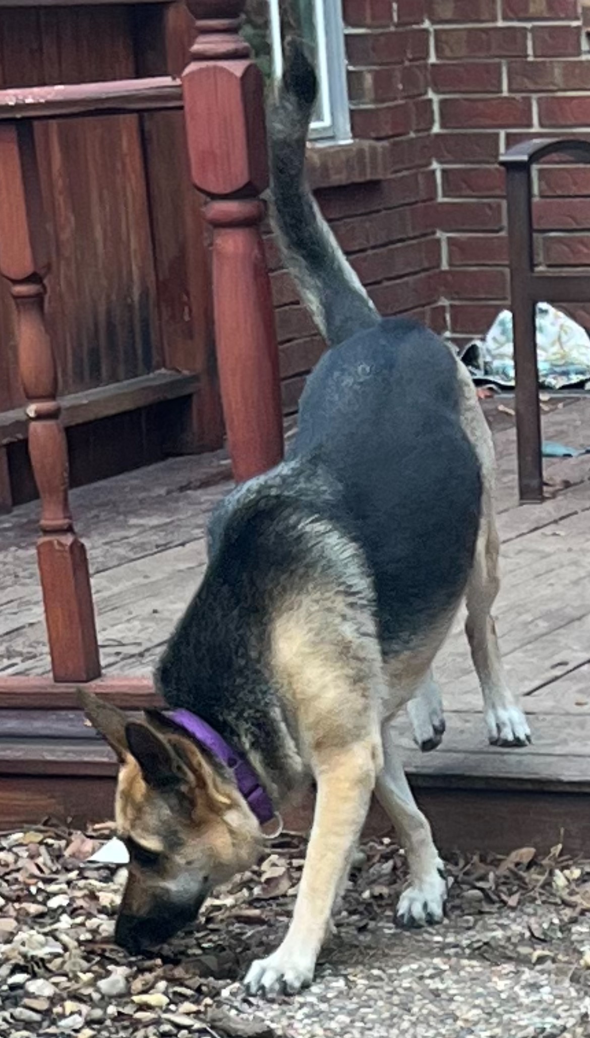 SHARIFAH — thumbnail 4