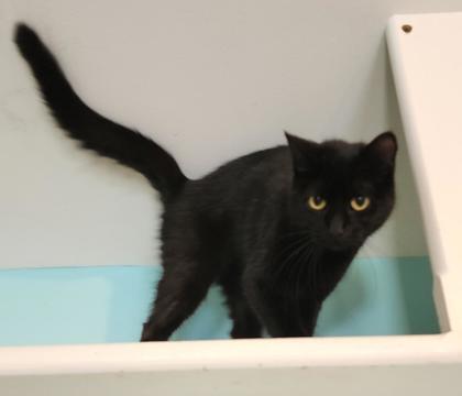 Midnight, ADOPTABLE, Adult Female Domestic Short Hair.