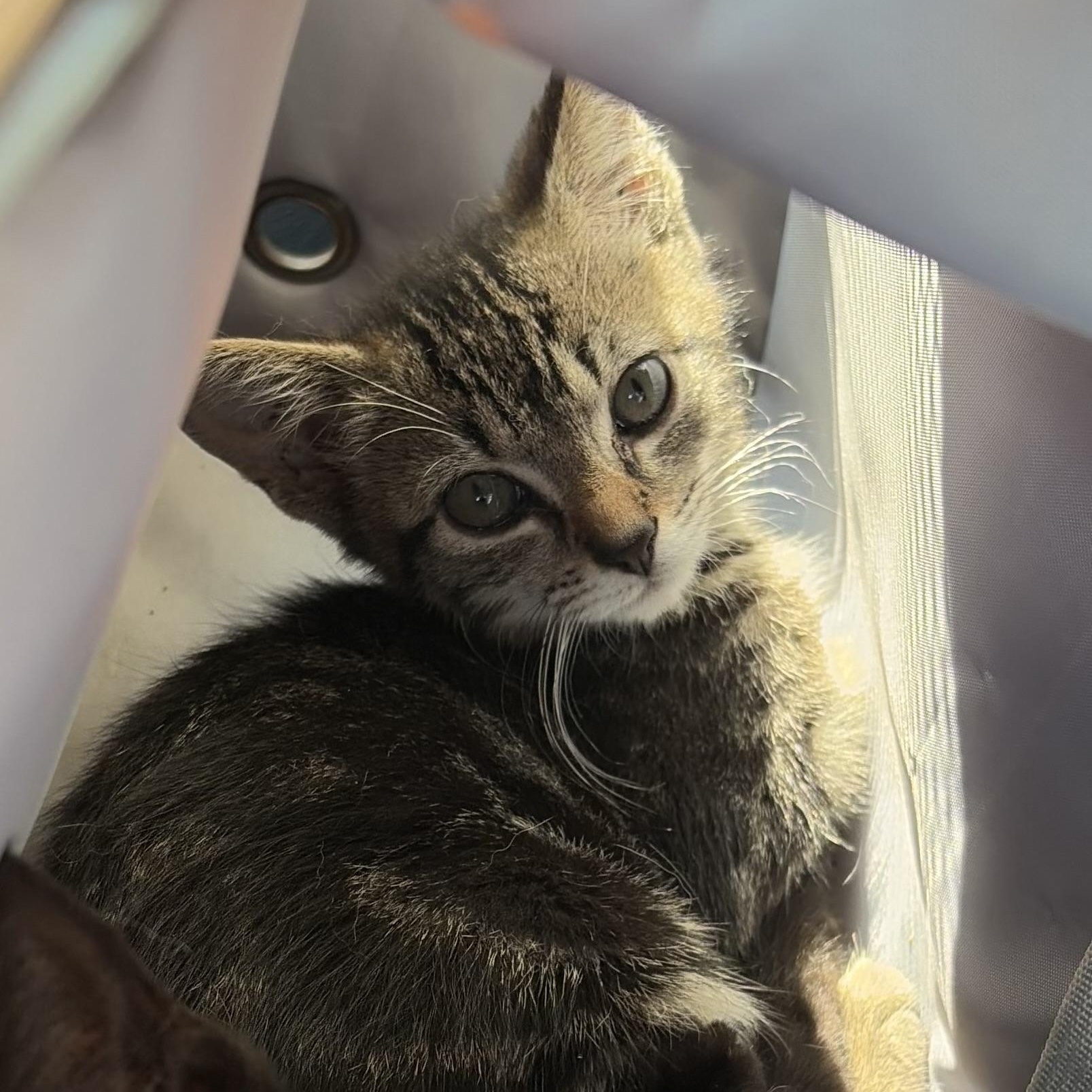 Enlarge Greasy Biscuit, a Adoptable mixed breed in Richmond, VA image 2/3