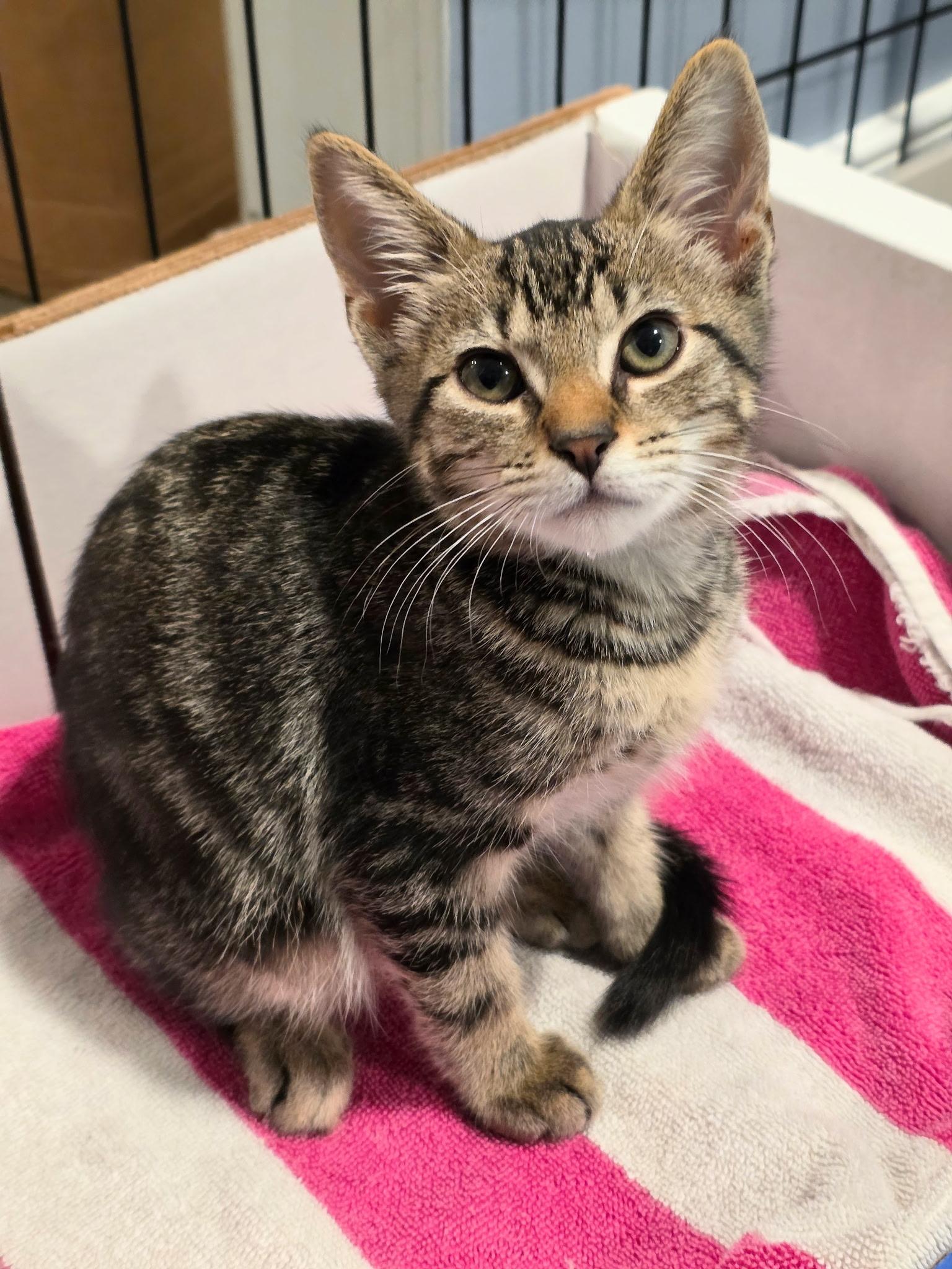 Enlarge Greasy Biscuit, a Adoptable mixed breed in Richmond, VA image 1/3