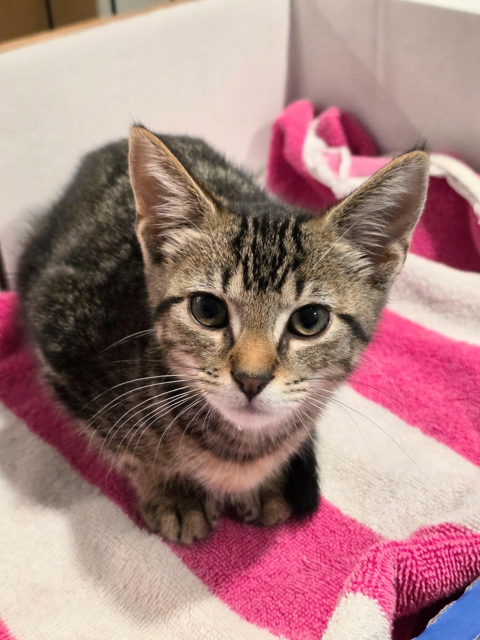 Enlarge Greasy Biscuit, a Adoptable mixed breed in Richmond, VA image 3/3
