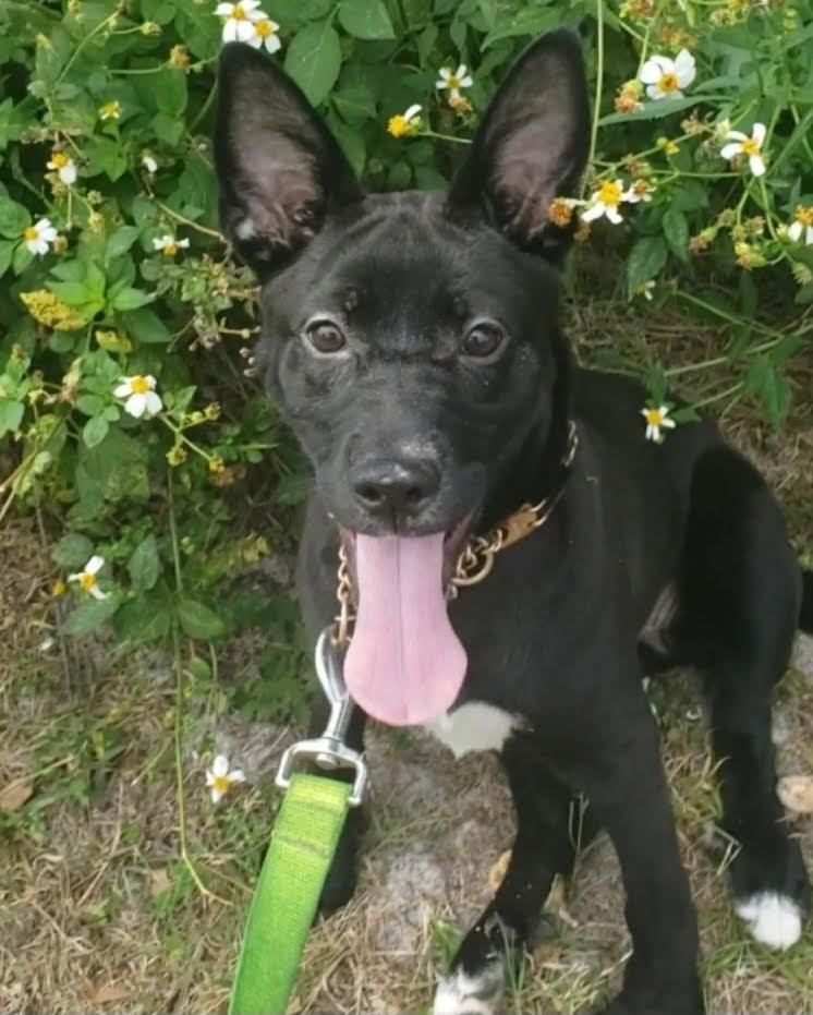 Enlarge Knox, a Adoptable mixed breed in Fort Myers, FL image 1/1