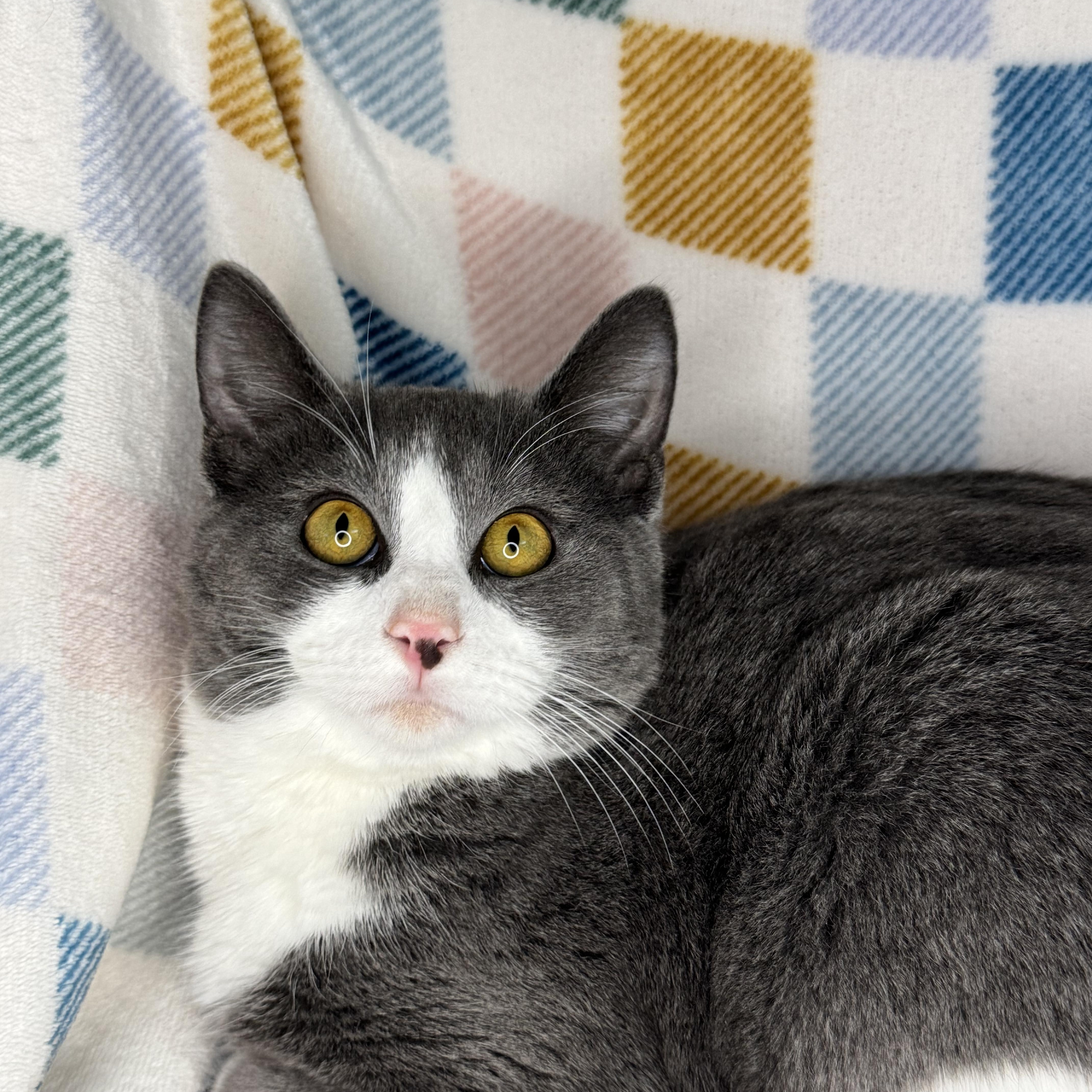 Enlarge Barney “Big Barn”, a Adoptable mixed breed in Mount Vernon, IL image 2/6