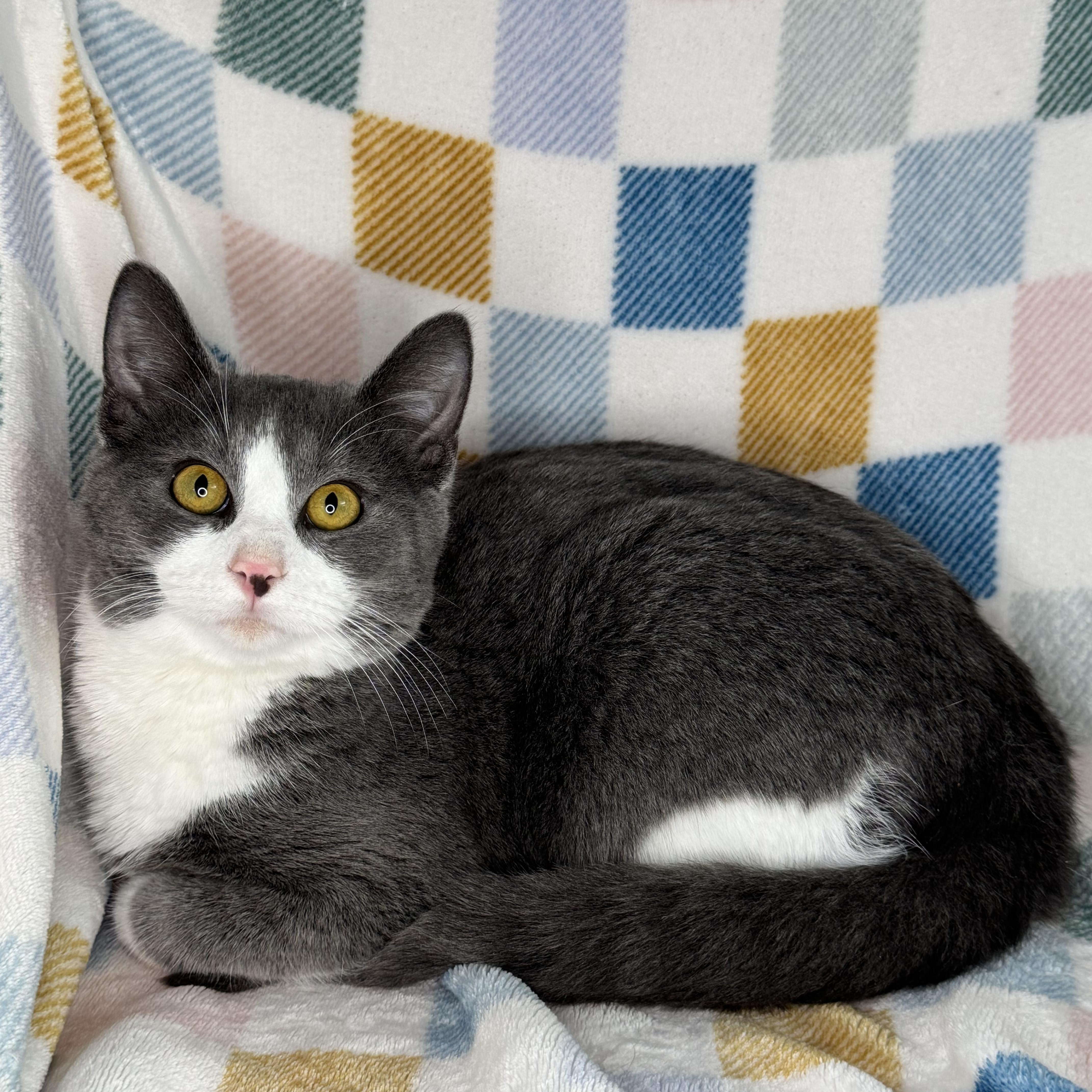 Enlarge Barney “Big Barn”, a Adoptable mixed breed in Mount Vernon, IL image 3/6