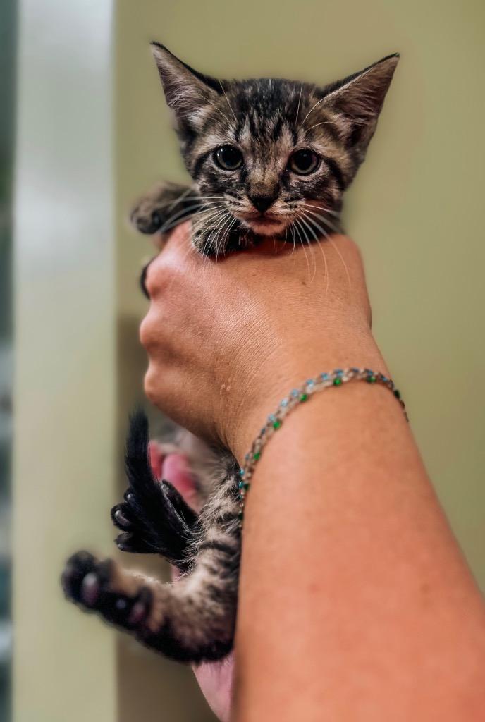 Caveman, Adopted, Kitten Male Domestic Short Hair.