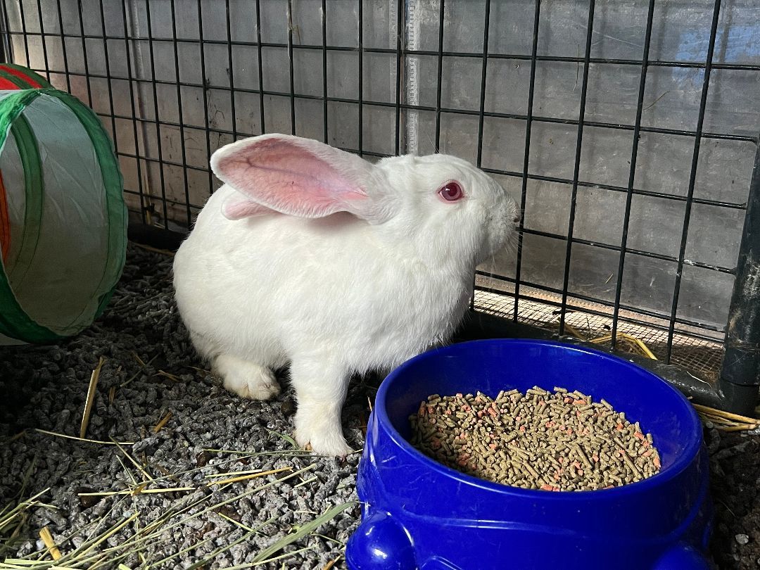 Enlarge Freud, a Adoptable Belgian Hare in Bishopville, SC image 1/2
