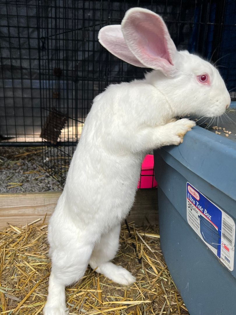 Enlarge Freud, a Adoptable Belgian Hare in Bishopville, SC image 2/2
