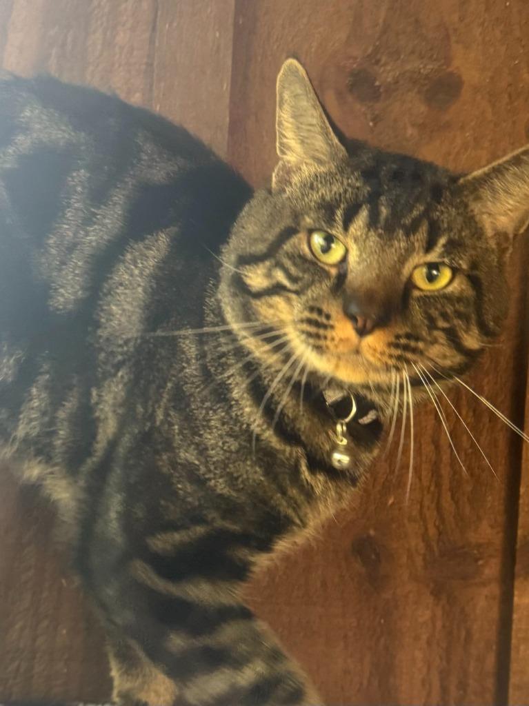 Mr. Beast, Adoptable, Adult Male Domestic Short Hair.