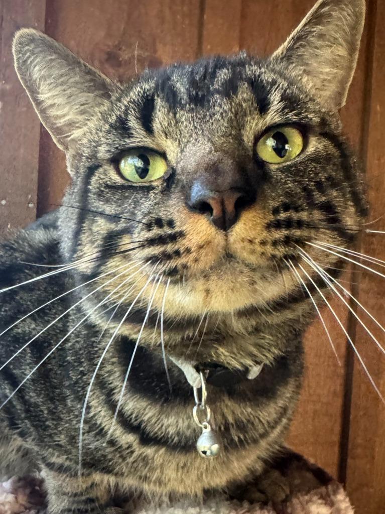 Enlarge Mr. Beast, a Adoptable mixed breed in Hagaman, NY image 2/2