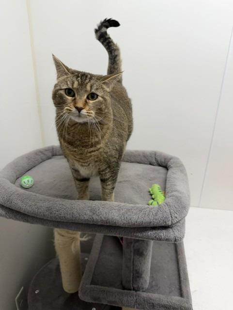 Enlarge Freya, a Adoptable mixed breed in Lancaster, PA image 2/2