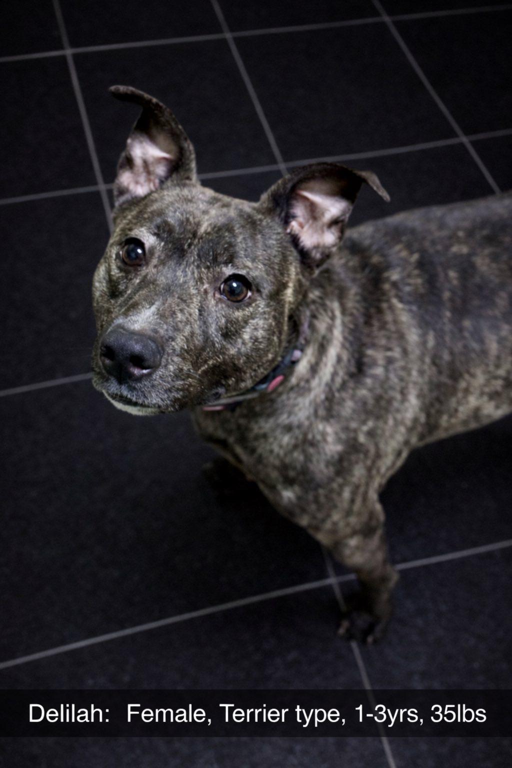 Enlarge Delilah, a ADOPTABLE mixed breed in Battle Creek, MI image 1/1