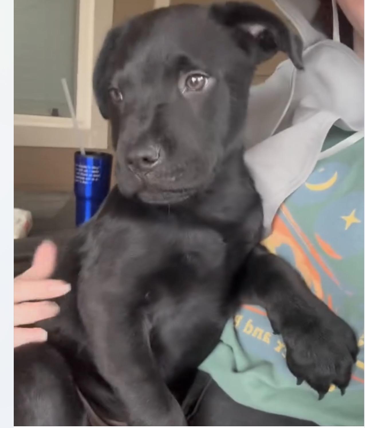 Enlarge Dasher , an adopted mixed breed in Mount Juliet, TN image 3/5