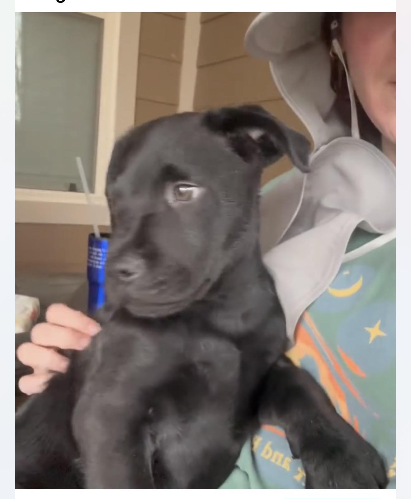 Enlarge Dasher , an adopted mixed breed in Mount Juliet, TN image 4/5