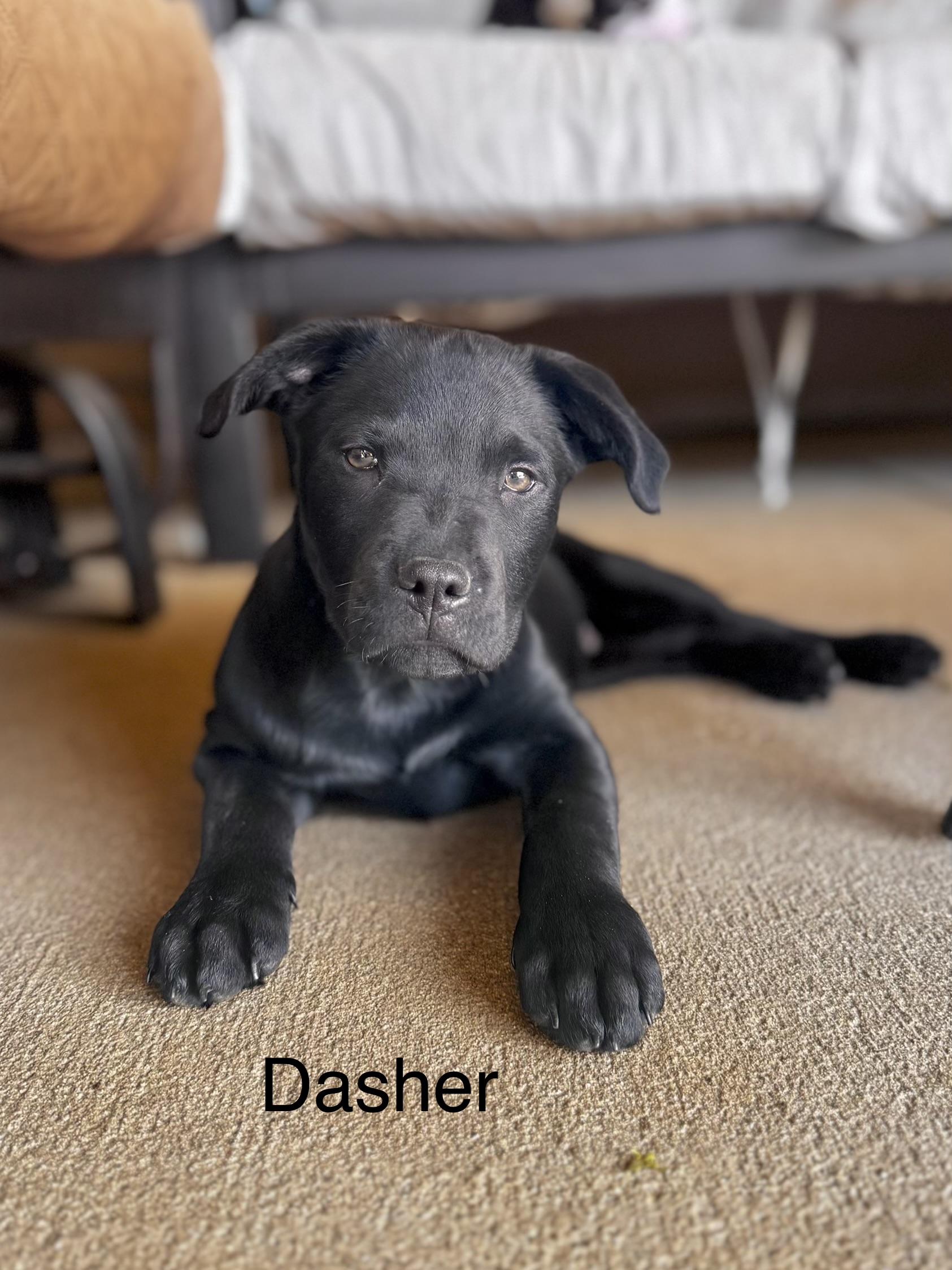 Dasher , adopted, Puppy Male Labrador Retriever.