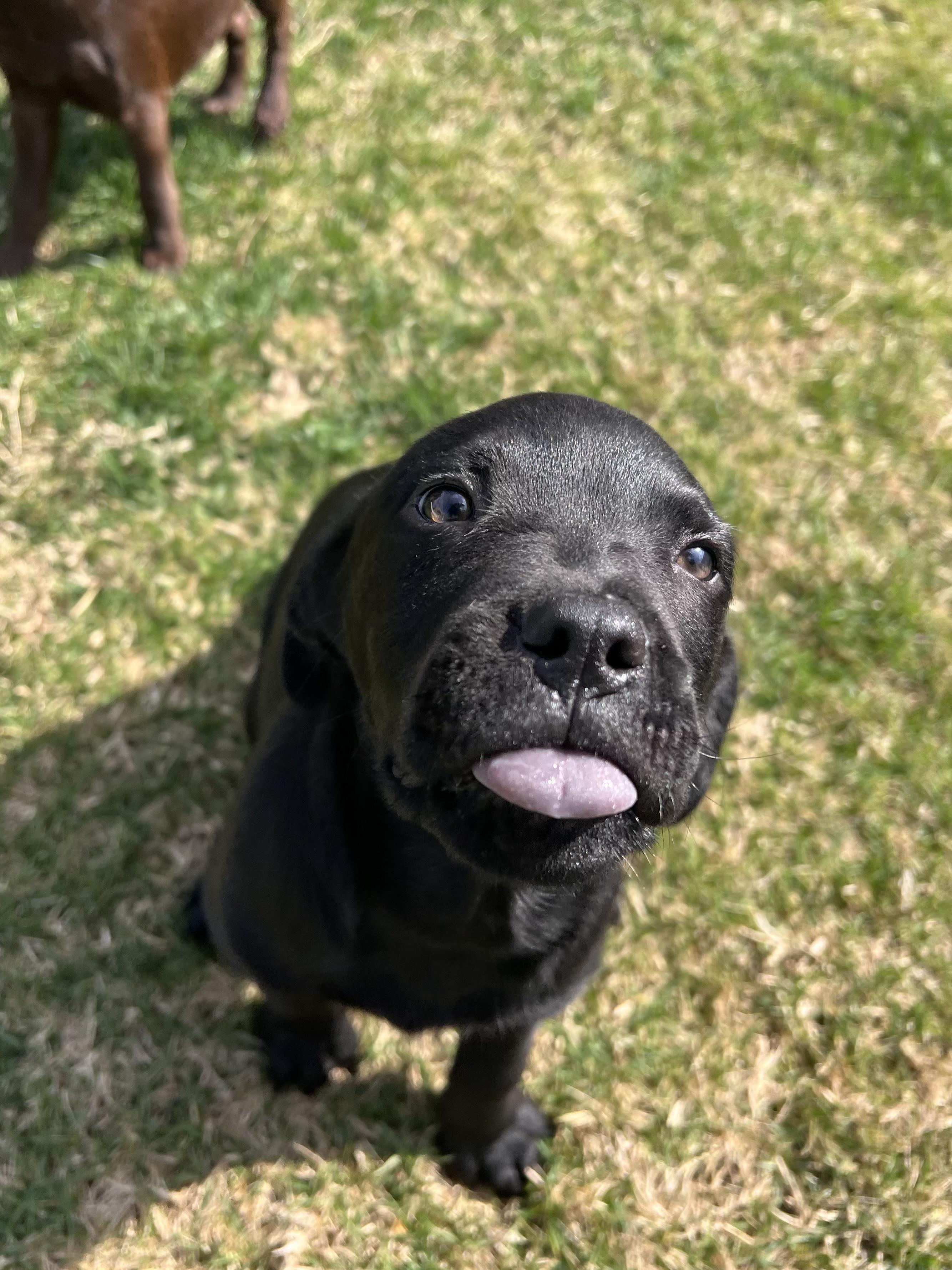 Enlarge Dasher , an adopted mixed breed in Mount Juliet, TN image 2/5