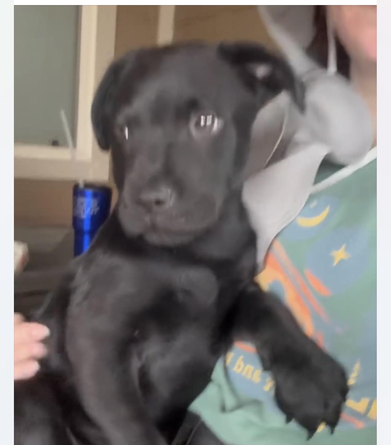 Enlarge Dasher , an adopted mixed breed in Mount Juliet, TN image 5/5