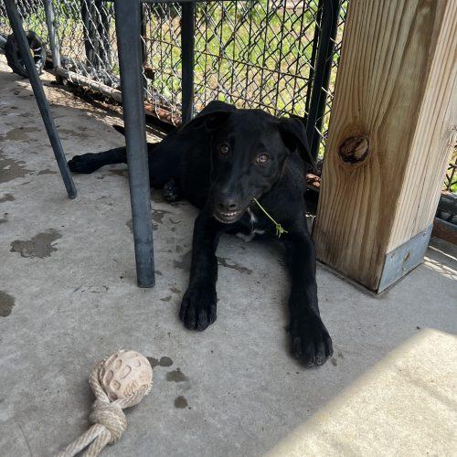 Moises, a Adoptable mixed breed in Hamden, CT image 2/5