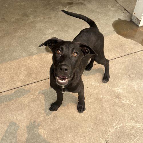 Moises, a Adoptable mixed breed in Hamden, CT image 3/5