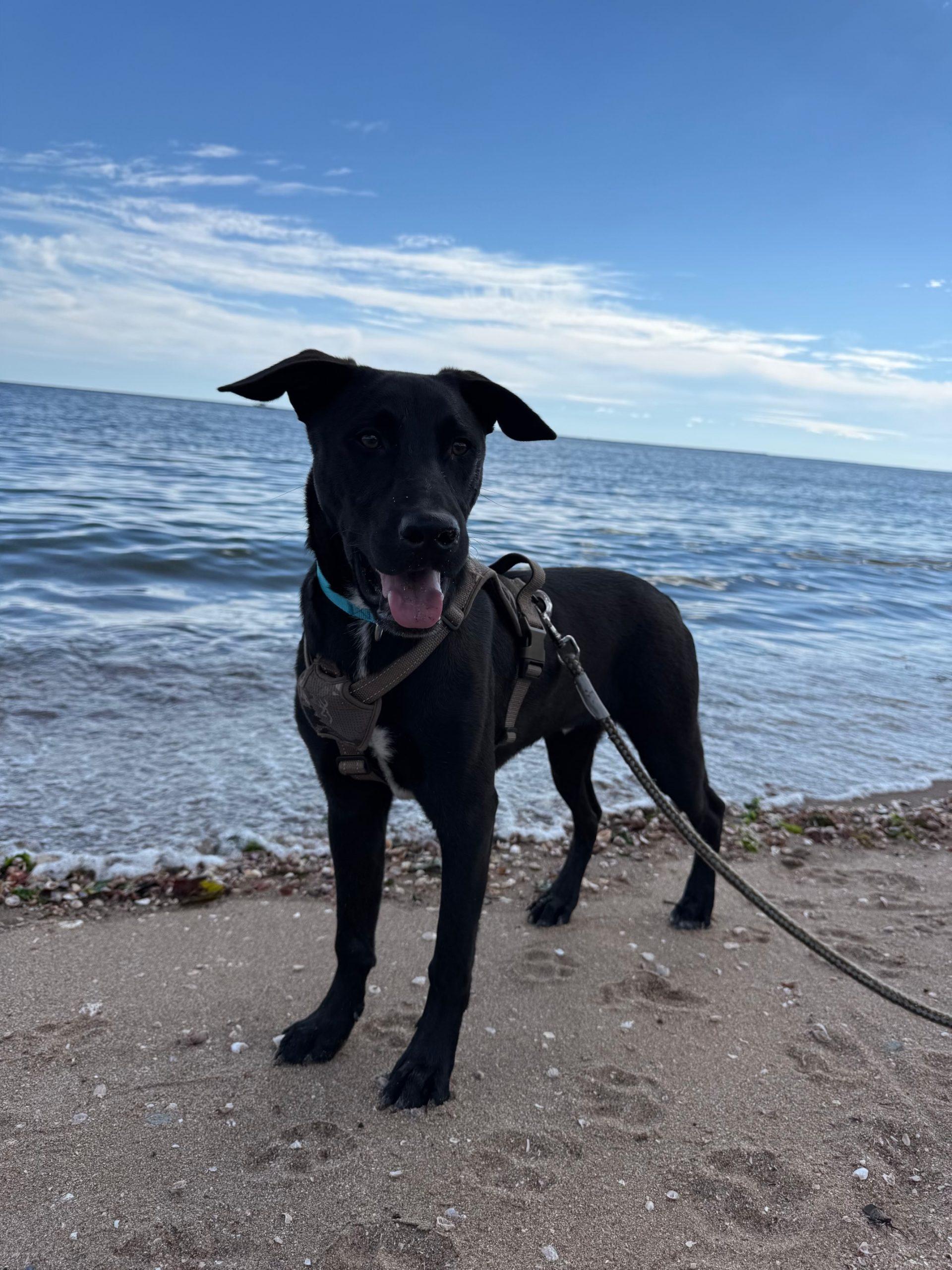 Enlarge Moises, a Adoptable mixed breed in Hamden, CT image 4/6