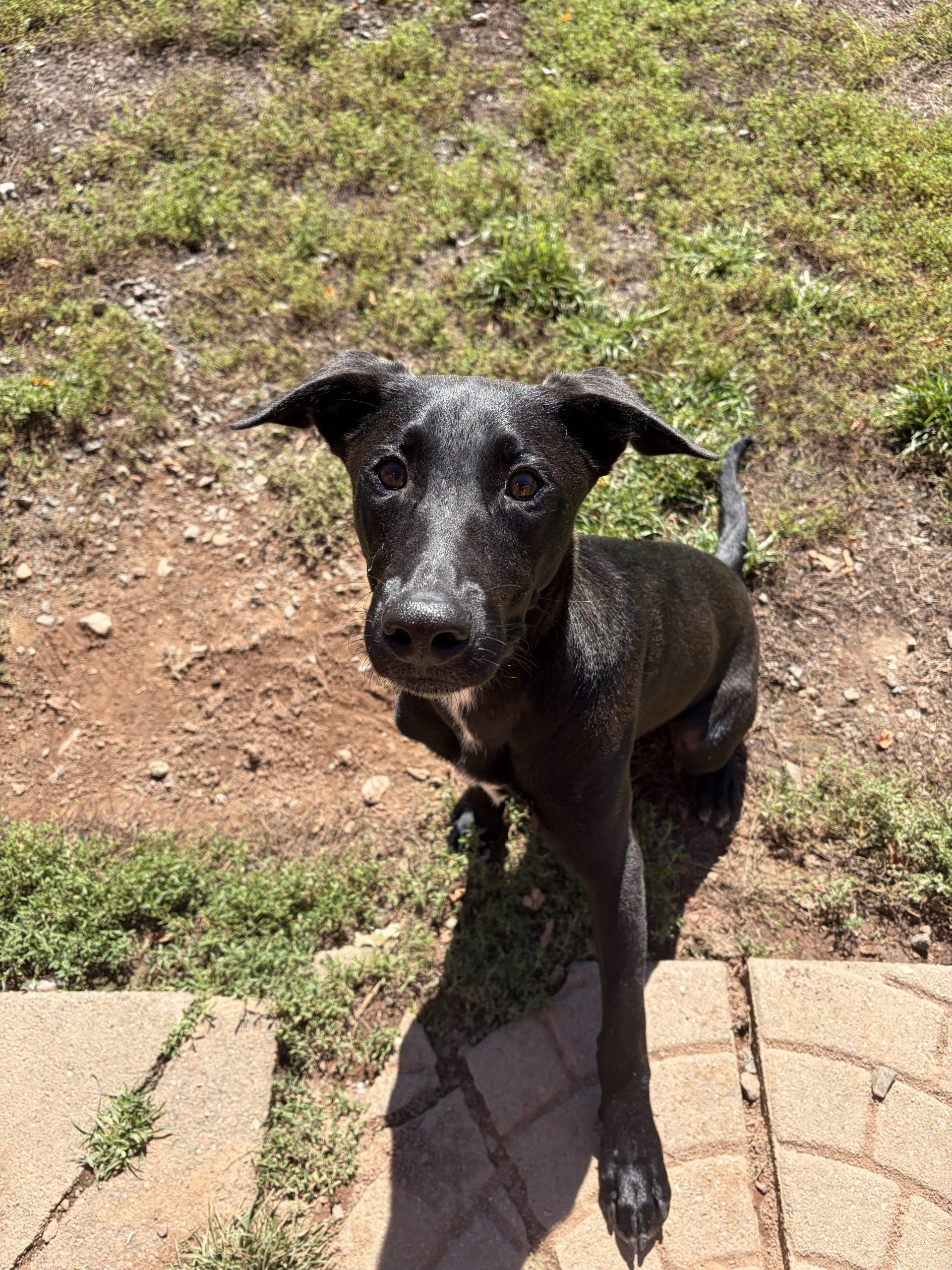 Enlarge Moises, a Adoptable mixed breed in Hamden, CT image 4/6