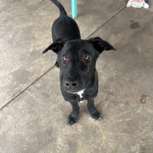 Moises, a Adoptable mixed breed in Hamden, CT image 4/5
