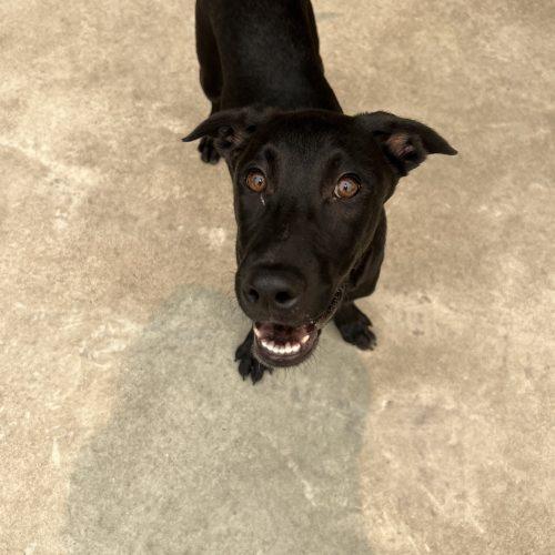 Moises, a Adoptable mixed breed in Hamden, CT image 5/5