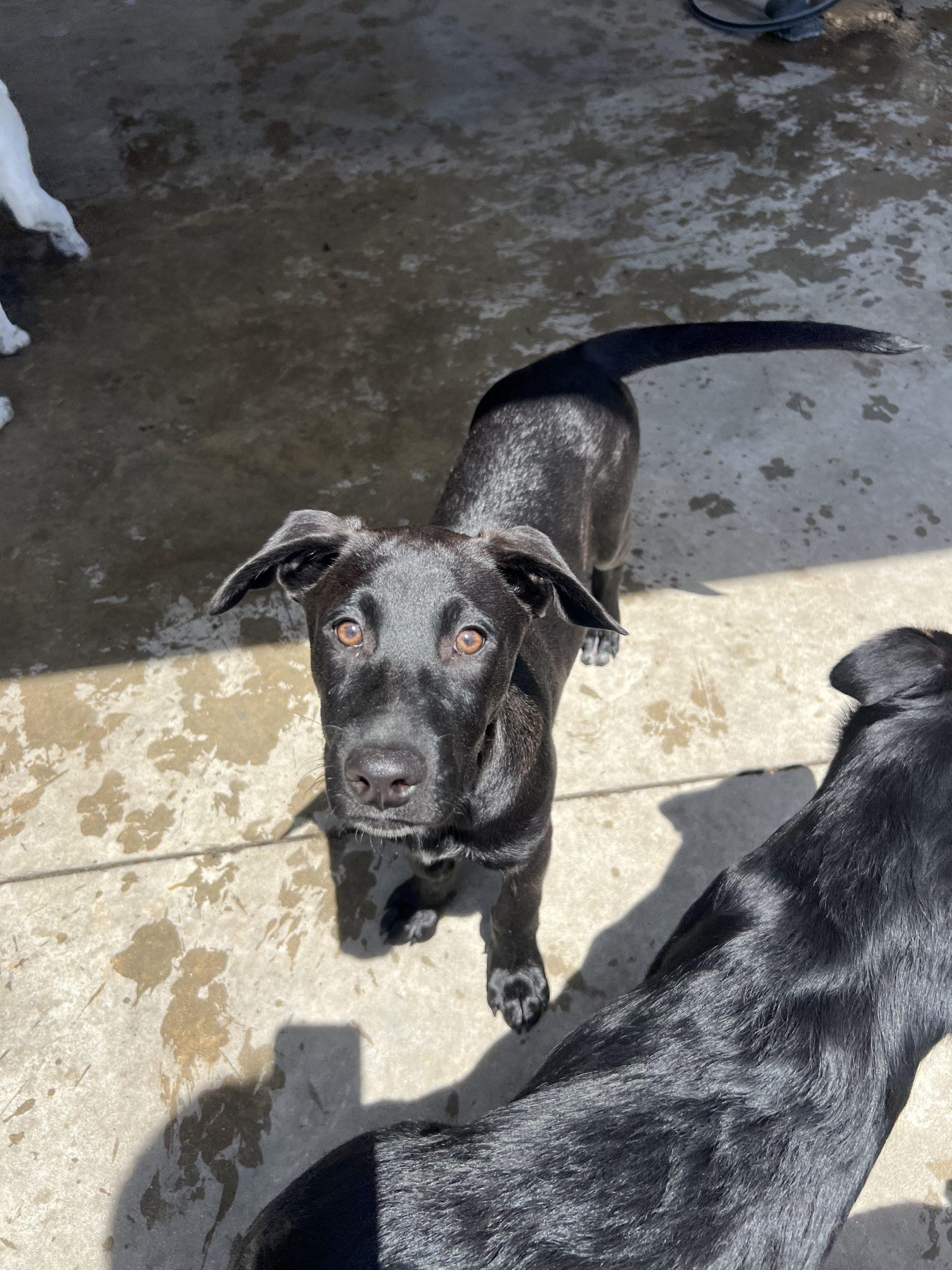 Enlarge Moises, a Adoptable mixed breed in Hamden, CT image 1/1