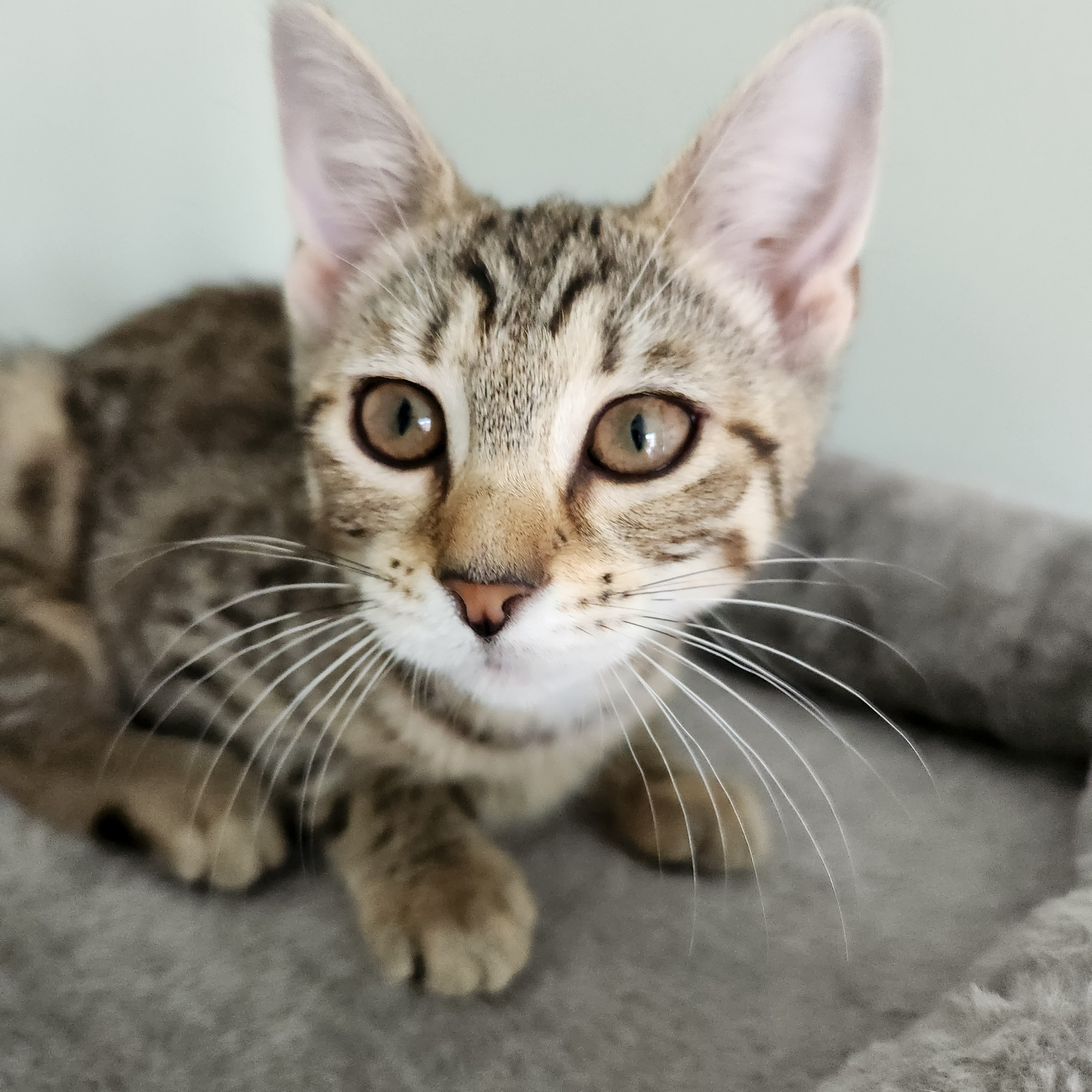 Moana, a Adoptable Domestic Short Hair in Landenberg, PA image 4/6