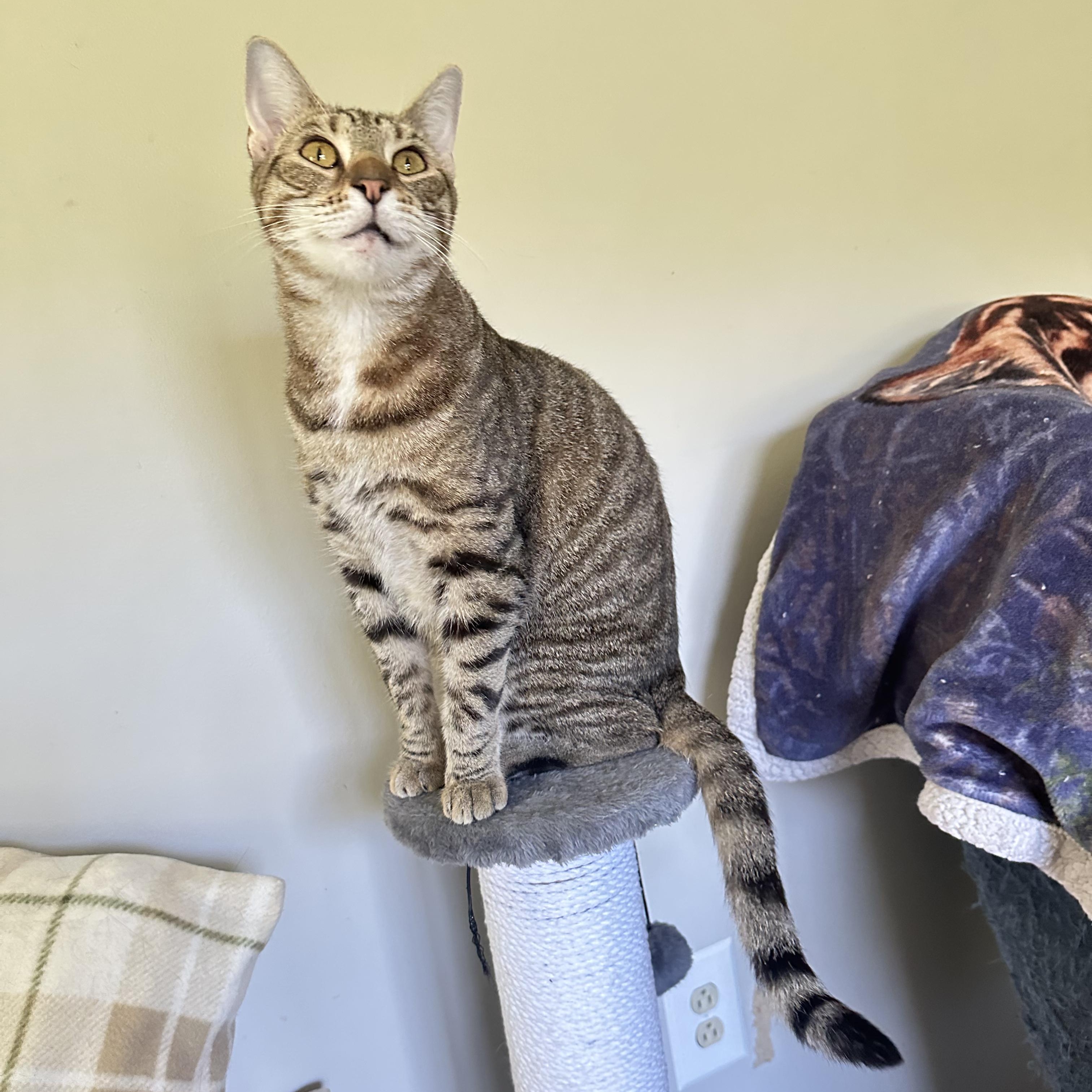 Moana, Adoptable, Adult Female Domestic Short Hair.