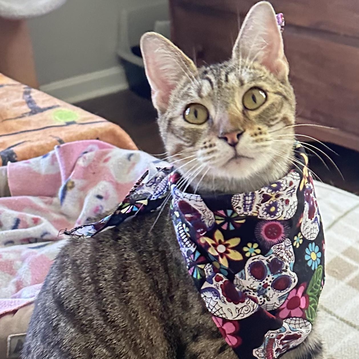 Moana, Adoptable, Adult Female Domestic Short Hair.