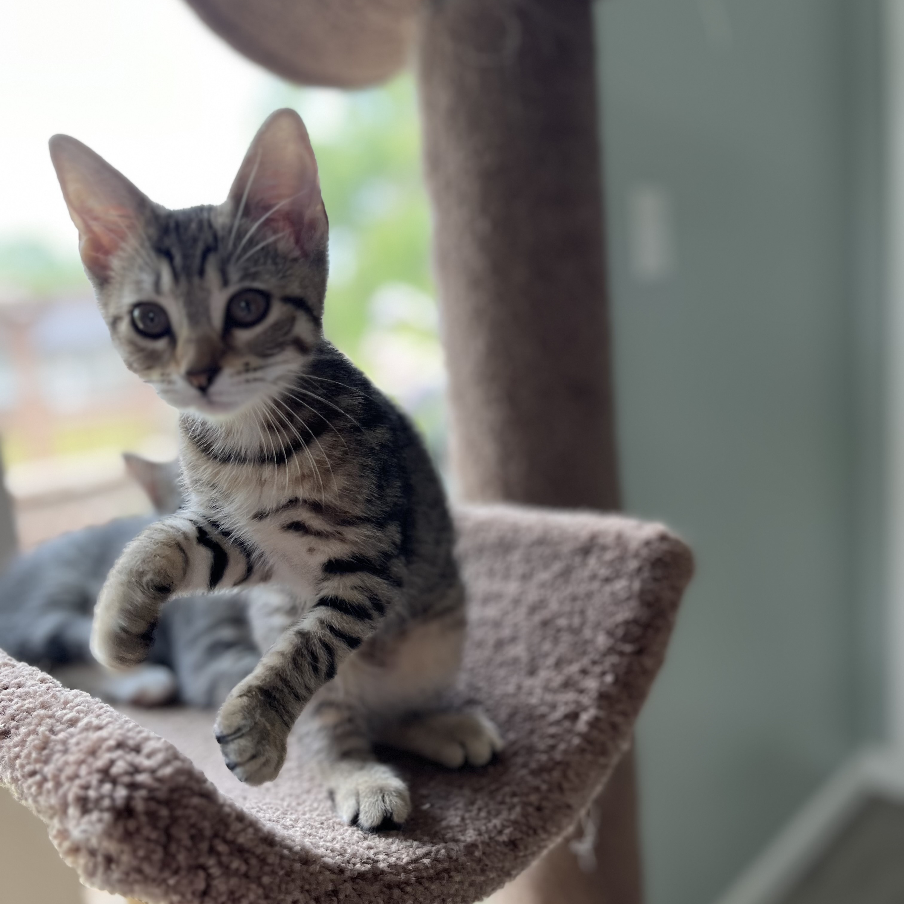 Moana, a Adoptable Domestic Short Hair in Landenberg, PA image 6/6