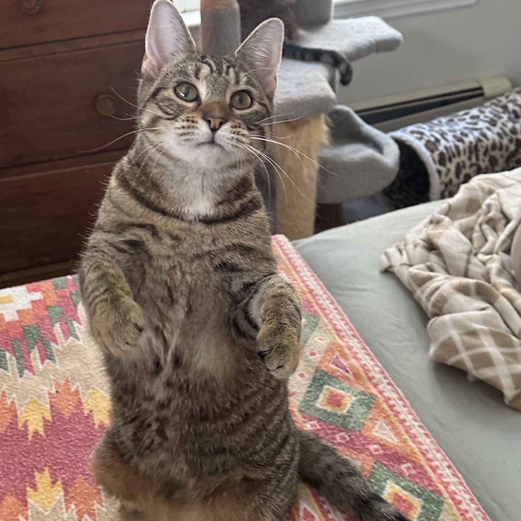 Moana, a Adoptable Domestic Short Hair in Landenberg, PA image 3/6