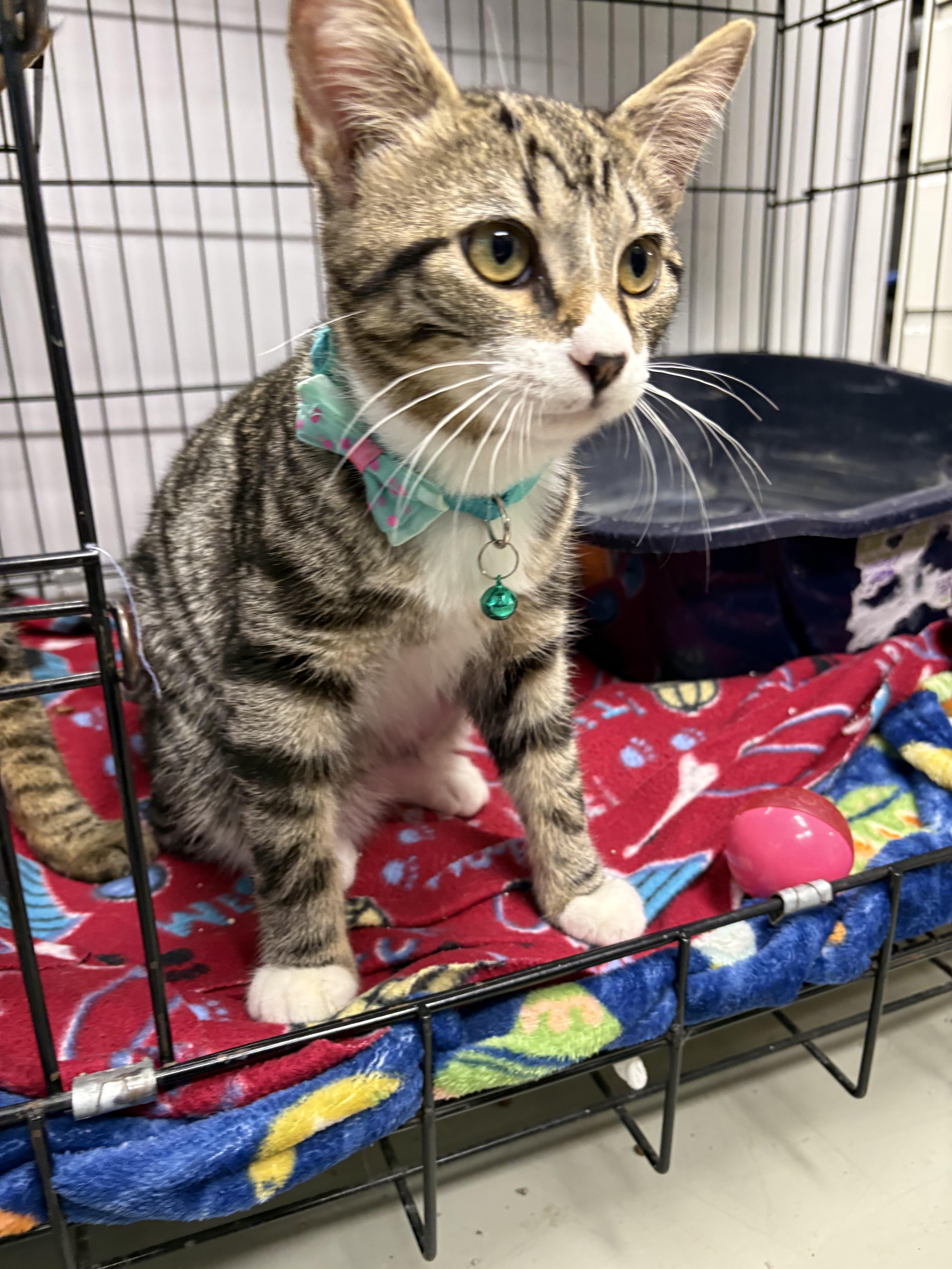 Enlarge Zoot, an adopted Domestic Short Hair in Plano, TX image 1/2