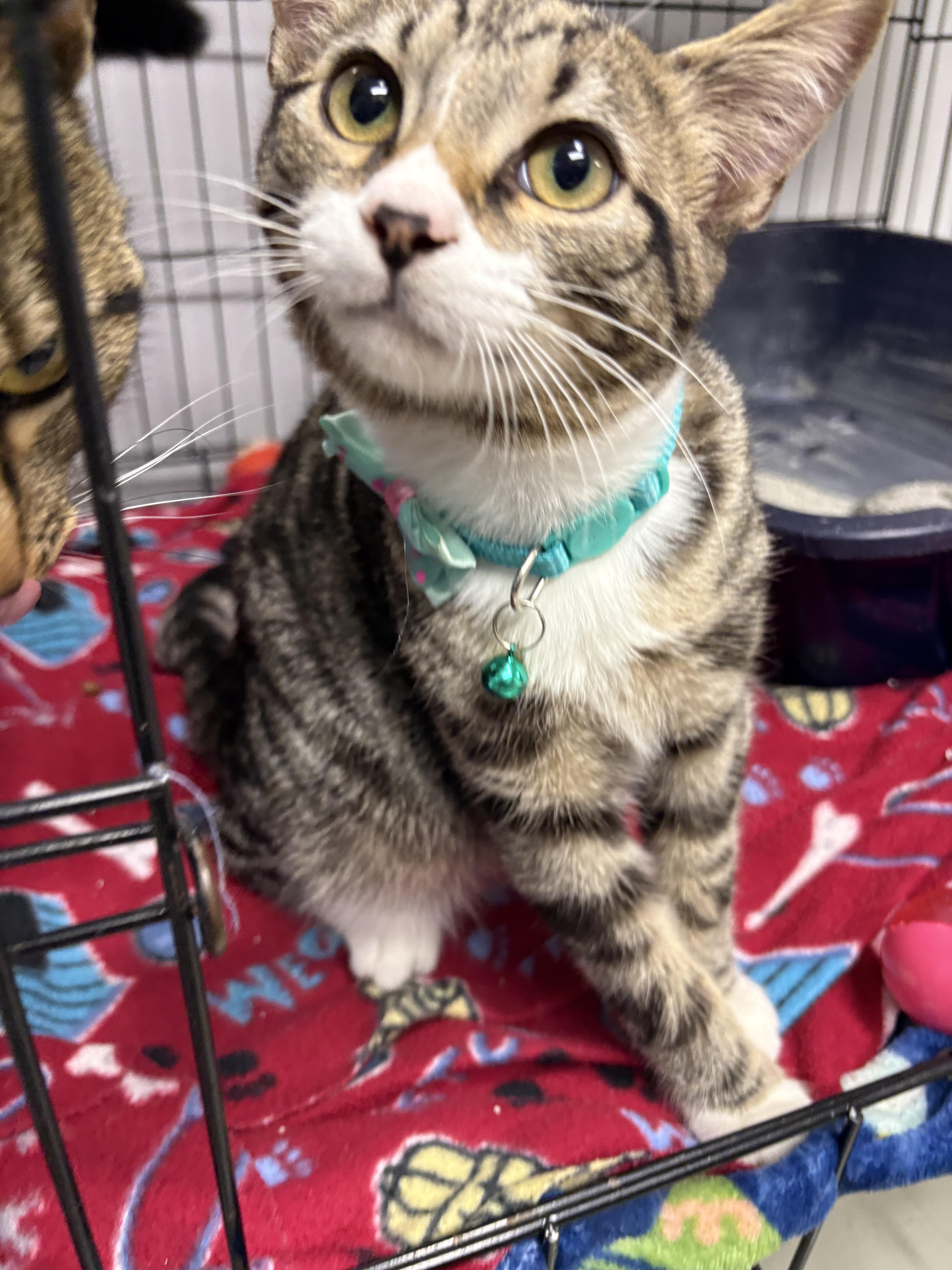 Enlarge Zoot, an adopted Domestic Short Hair in Plano, TX image 2/2