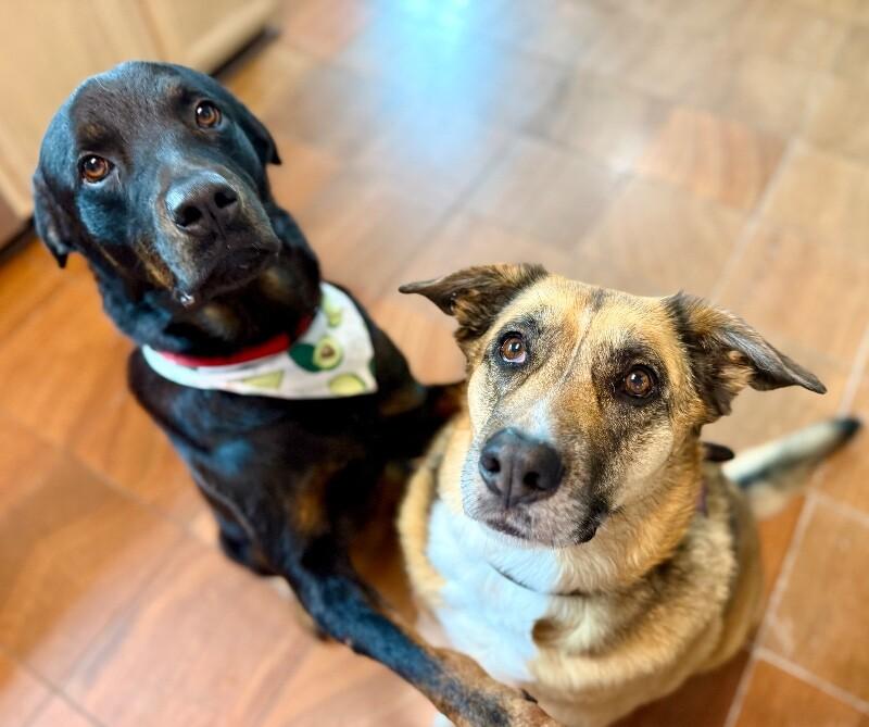 Marcus Bear The Big Gentle Love Bug — thumbnail 4