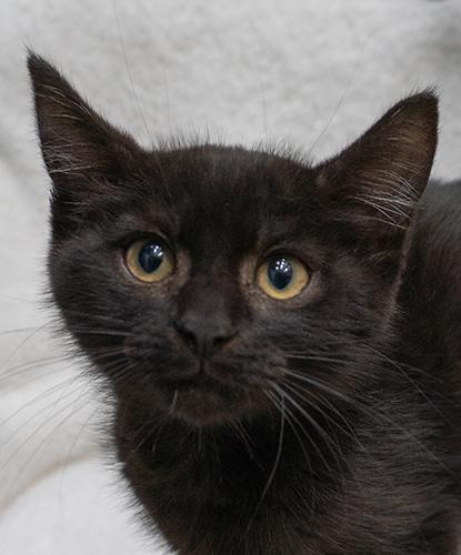 Viper, Adopted, Kitten Male Domestic Short Hair.