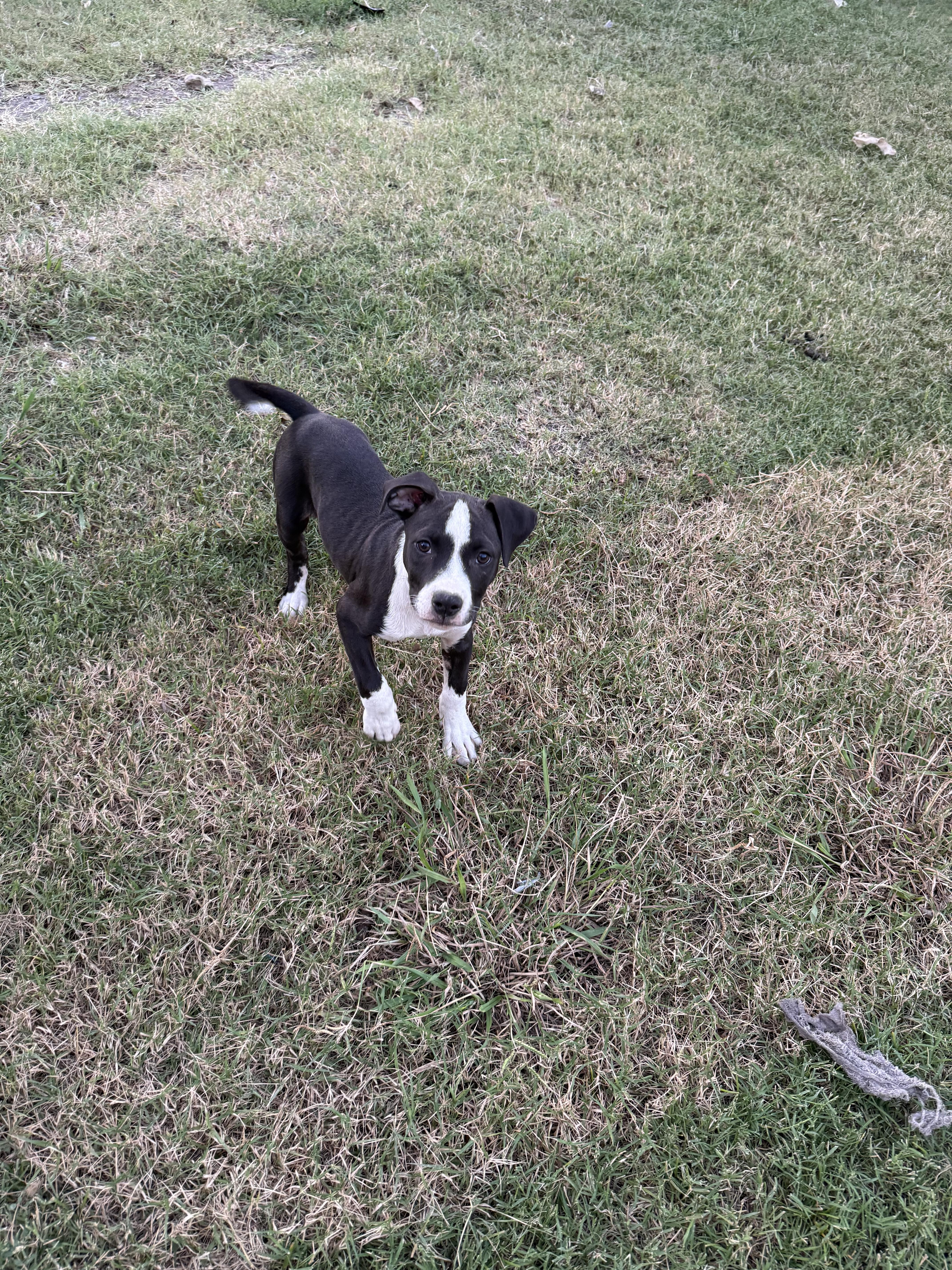 Enlarge Kai, a Adoptable American Staffordshire Terrier in Dallas, TX image 2/4