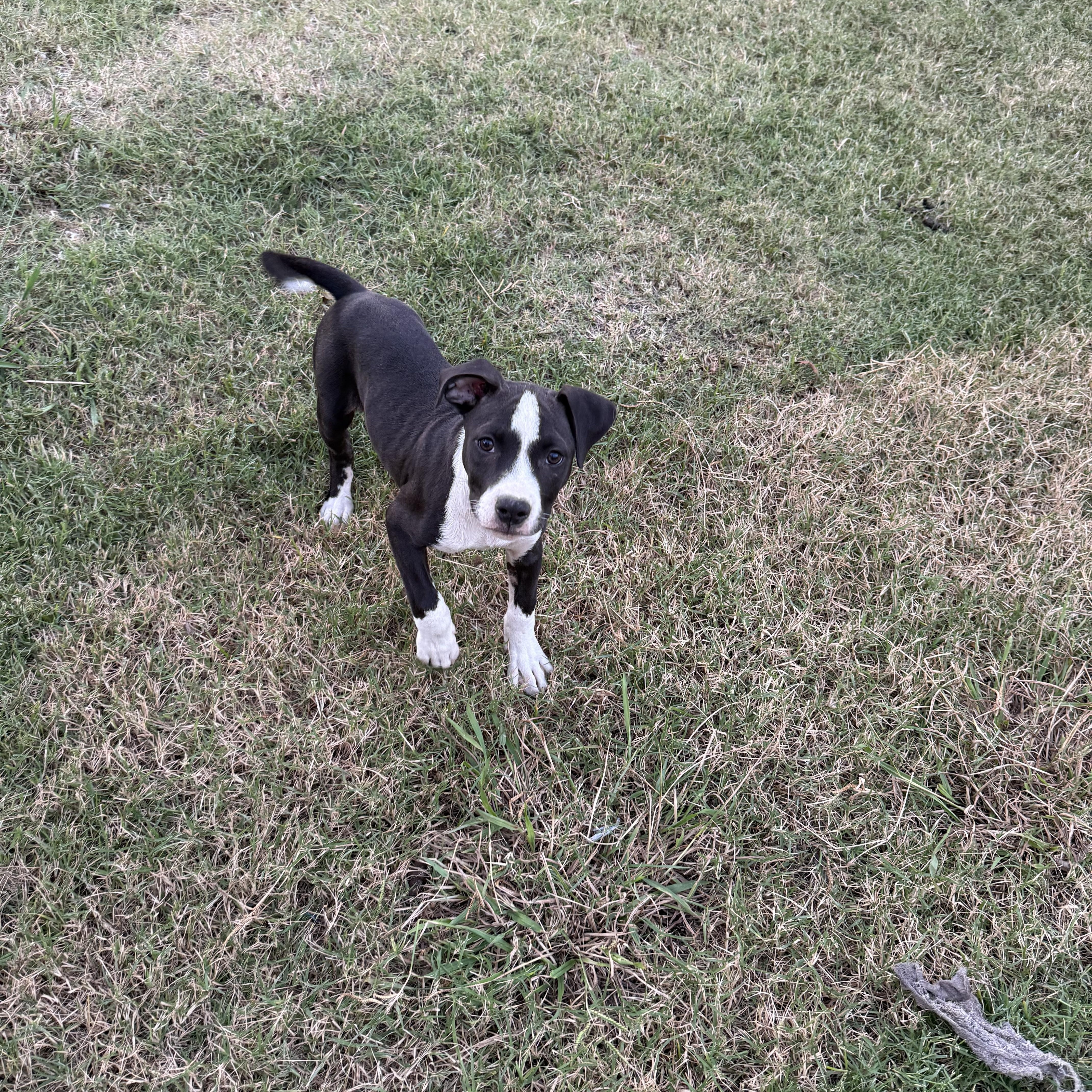 Enlarge Kai, a Adoptable American Staffordshire Terrier in Dallas, TX image 3/4